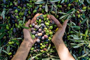 Photo vue du dessus mains olives du Domaine Clos des Faucons