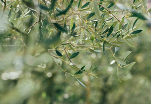 Les bienfaits de l'huile d'olive pour la santé : un allié pour une vie saine