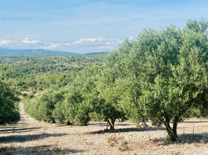 5 bonnes raisons pour choisir une huile d’olive d’origine française 🇫🇷 !