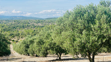 5 bonnes raisons pour choisir une huile d’olive d’origine française 🇫🇷 !